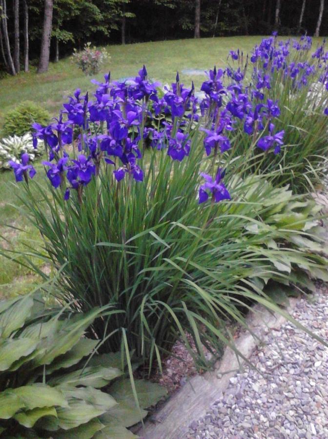 Blueberry Fields Bed & Breakfast Bed & Breakfast Jefferson Exterior photo